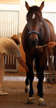 Veterinary Dr. Sabine Wettengel at treating equine osteopathy